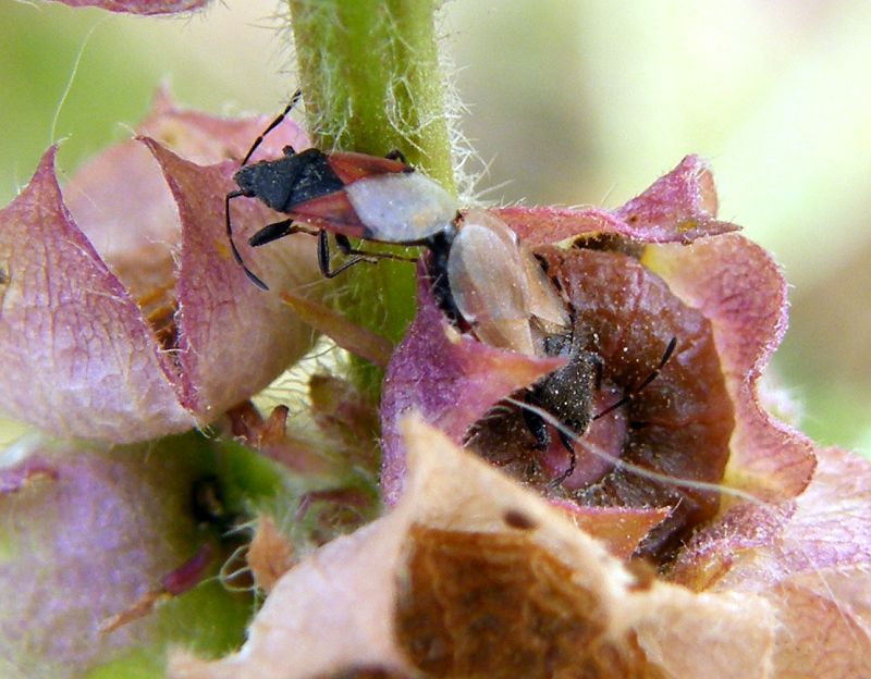 Oxycarenus hyalinipennis x Oxycarenus lavaterae
